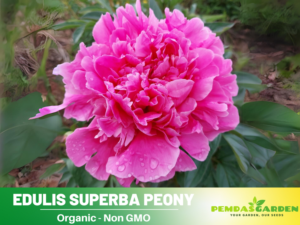 10+ Rare Seeds| Edulis Superba Peony Seeds #B017