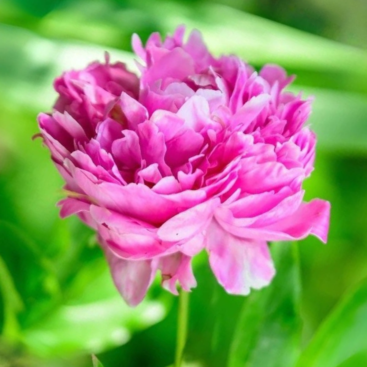 Edulis Superba Peony Seeds - Chinese Peony, Double Blooms, 10+ seeds