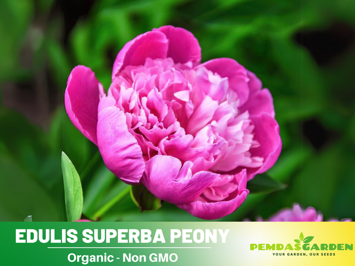 10+ Rare Seeds| Edulis Superba Peony Seeds #B017