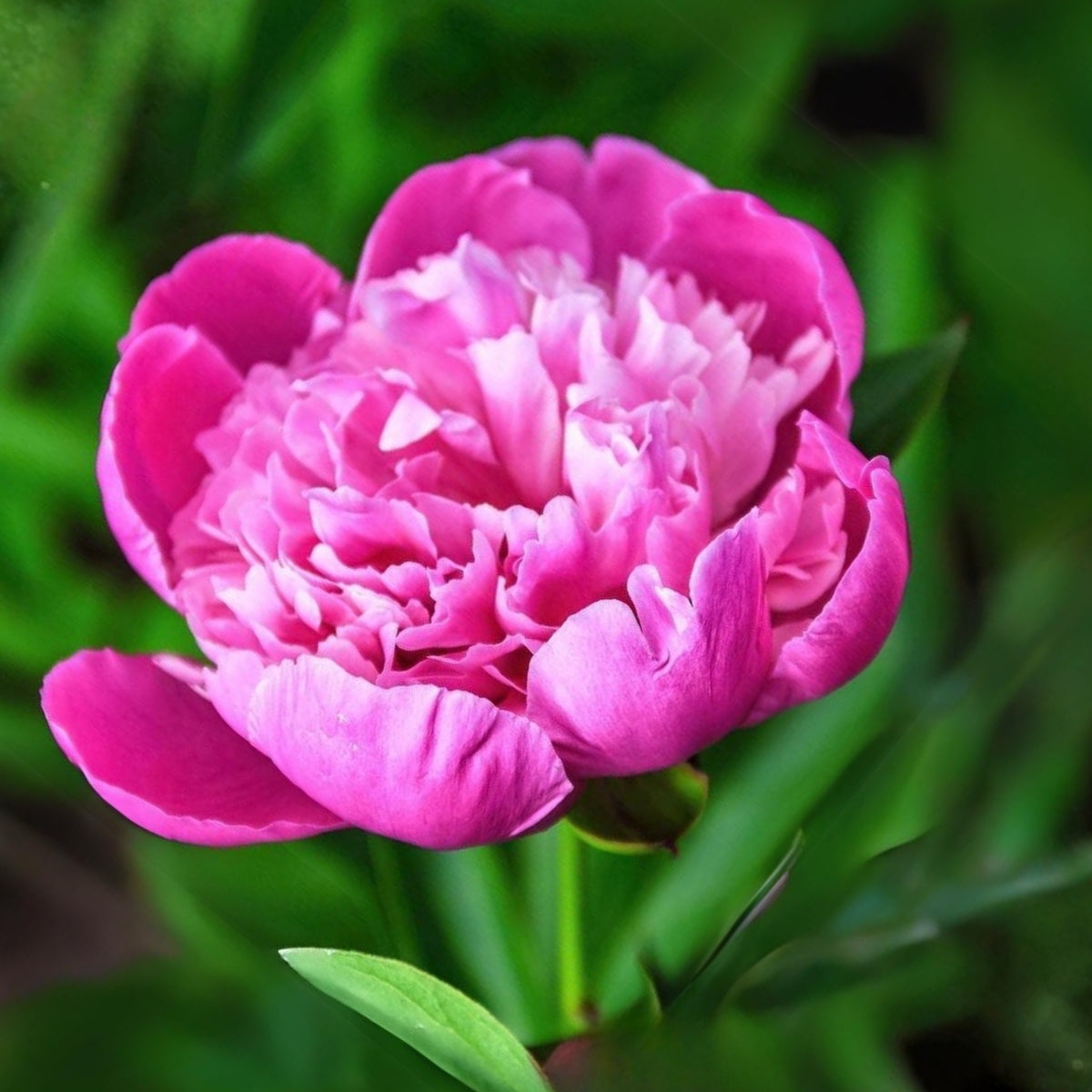 Edulis Superba Peony Seeds - Chinese Peony, Double Blooms, 10+ seeds
