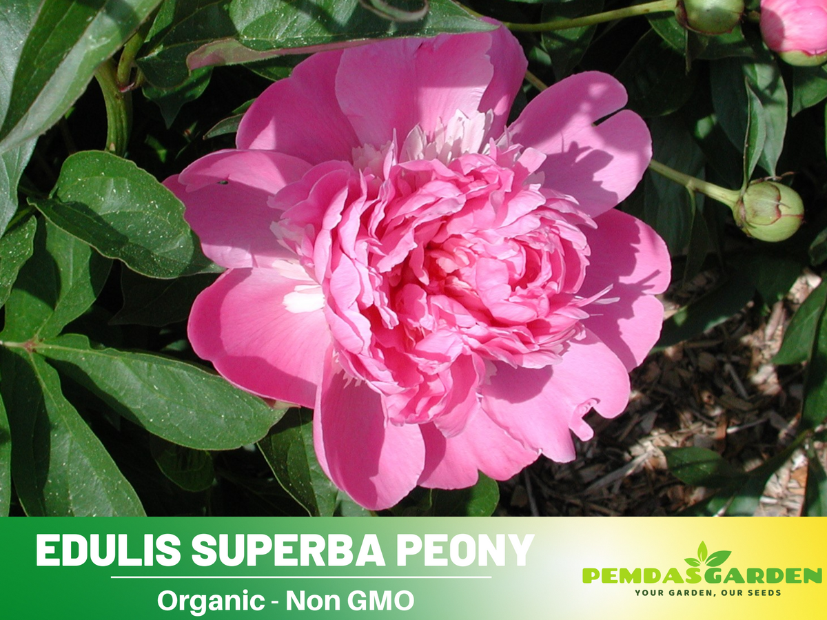 10+ Rare Seeds| Edulis Superba Peony Seeds #B017