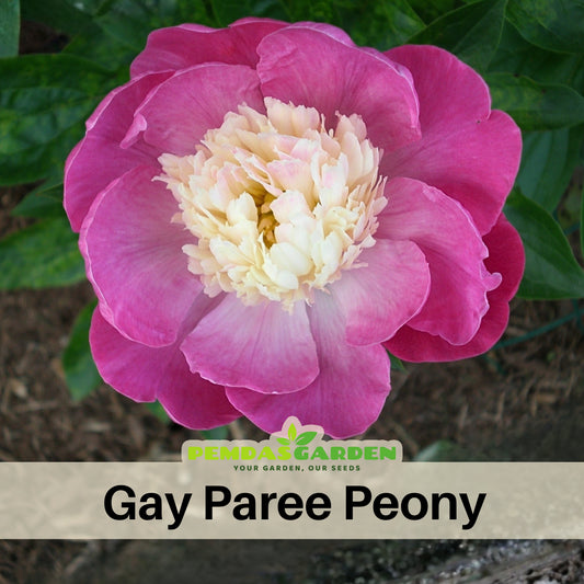 10+ Rare Seeds - Gay Paree Peony Seeds (Paeonia, Chinese Peony)