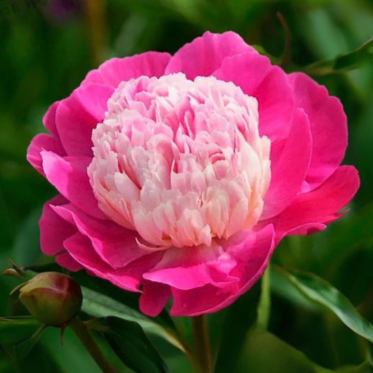 10+ Rare Seeds - Gay Paree Peony Seeds (Paeonia, Chinese Peony)