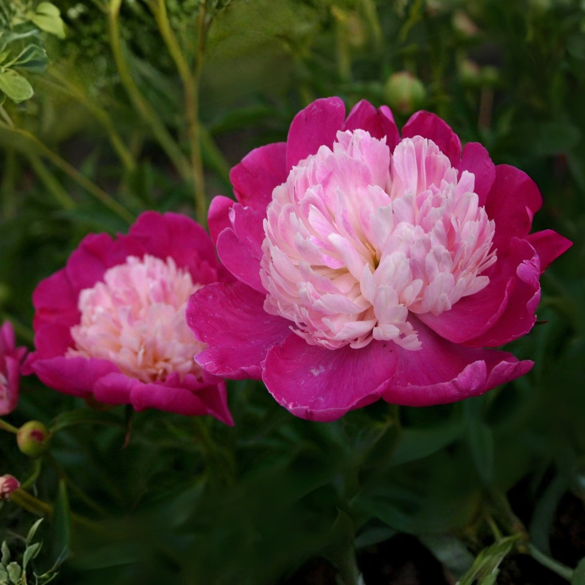 10+ Rare Seeds - Gay Paree Peony Seeds (Paeonia, Chinese Peony)