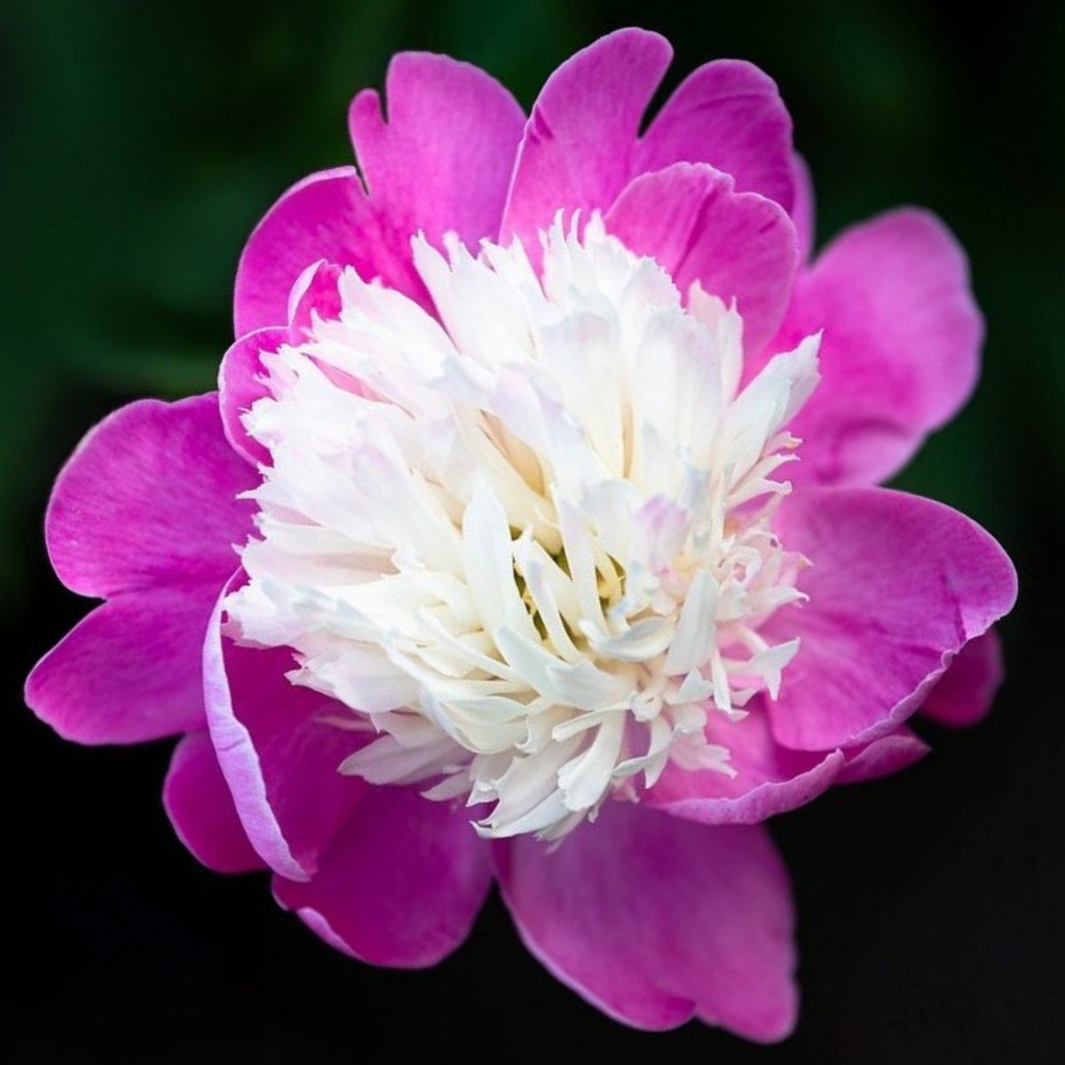10+ Rare Seeds - Gay Paree Peony Seeds (Paeonia, Chinese Peony)