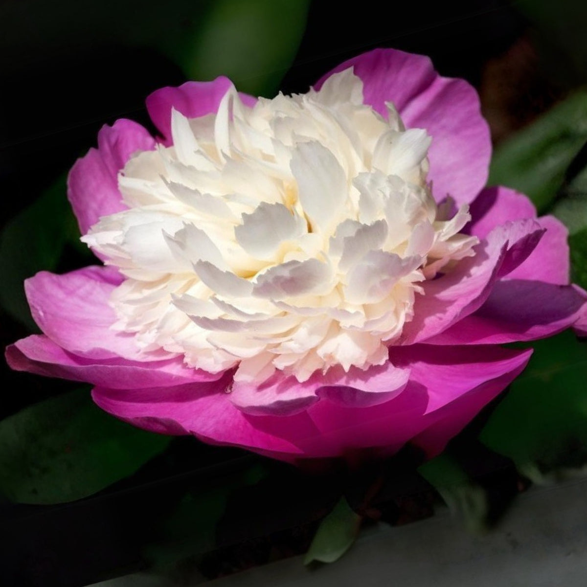10+ Rare Seeds - Gay Paree Peony Seeds (Paeonia, Chinese Peony)