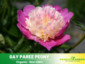 10+ Rare Seeds| Gay Paree  Peony Seeds (Paeonia, Chinese Peony) – Double Blooms, Vibrant Garden Blooms, Romantic Perennial Blooms for Cottage Garden, Fragrant Cut Flowers, Easy to Grow#B018