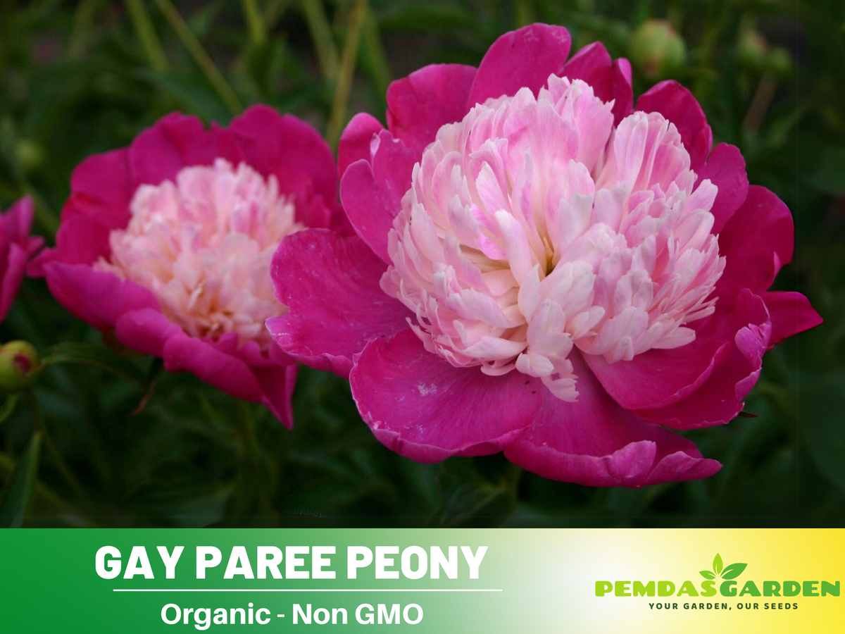 10+ Rare Seeds| Gay Paree Peony Seeds #B018
