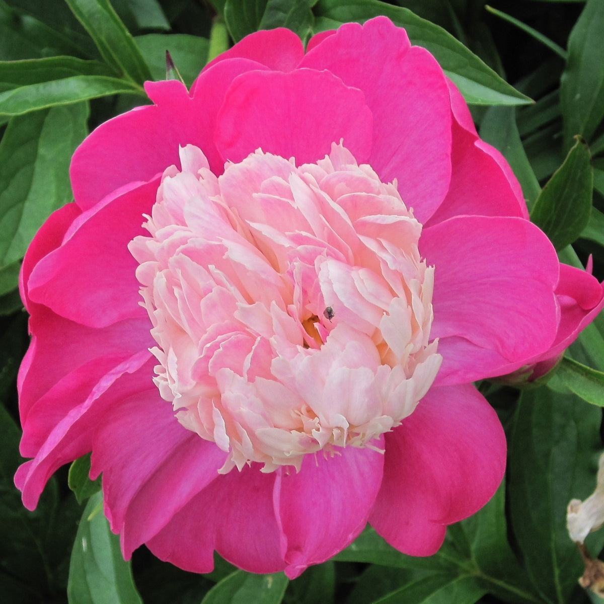 10+ Rare Seeds - Gay Paree Peony Seeds (Paeonia, Chinese Peony)
