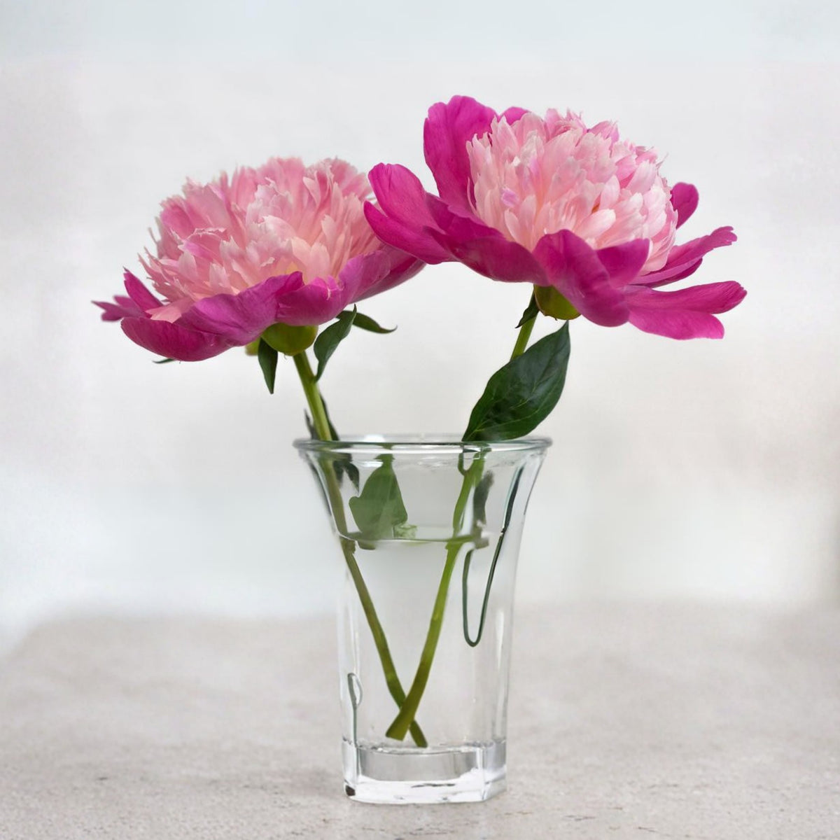 10+ Rare Seeds - Gay Paree Peony Seeds (Paeonia, Chinese Peony)