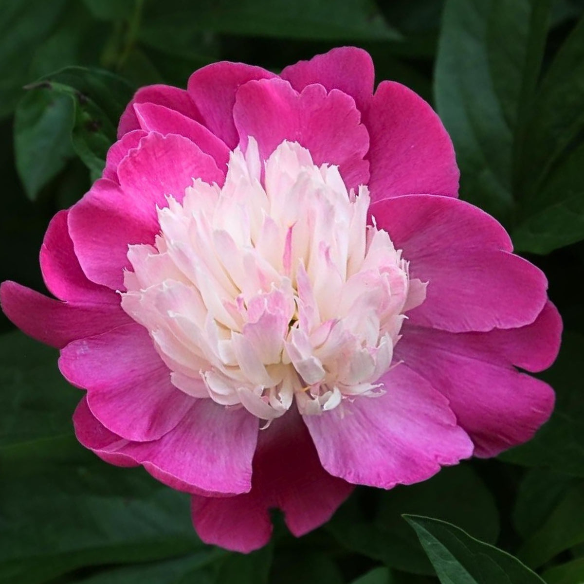10+ Rare Seeds - Gay Paree Peony Seeds (Paeonia, Chinese Peony)