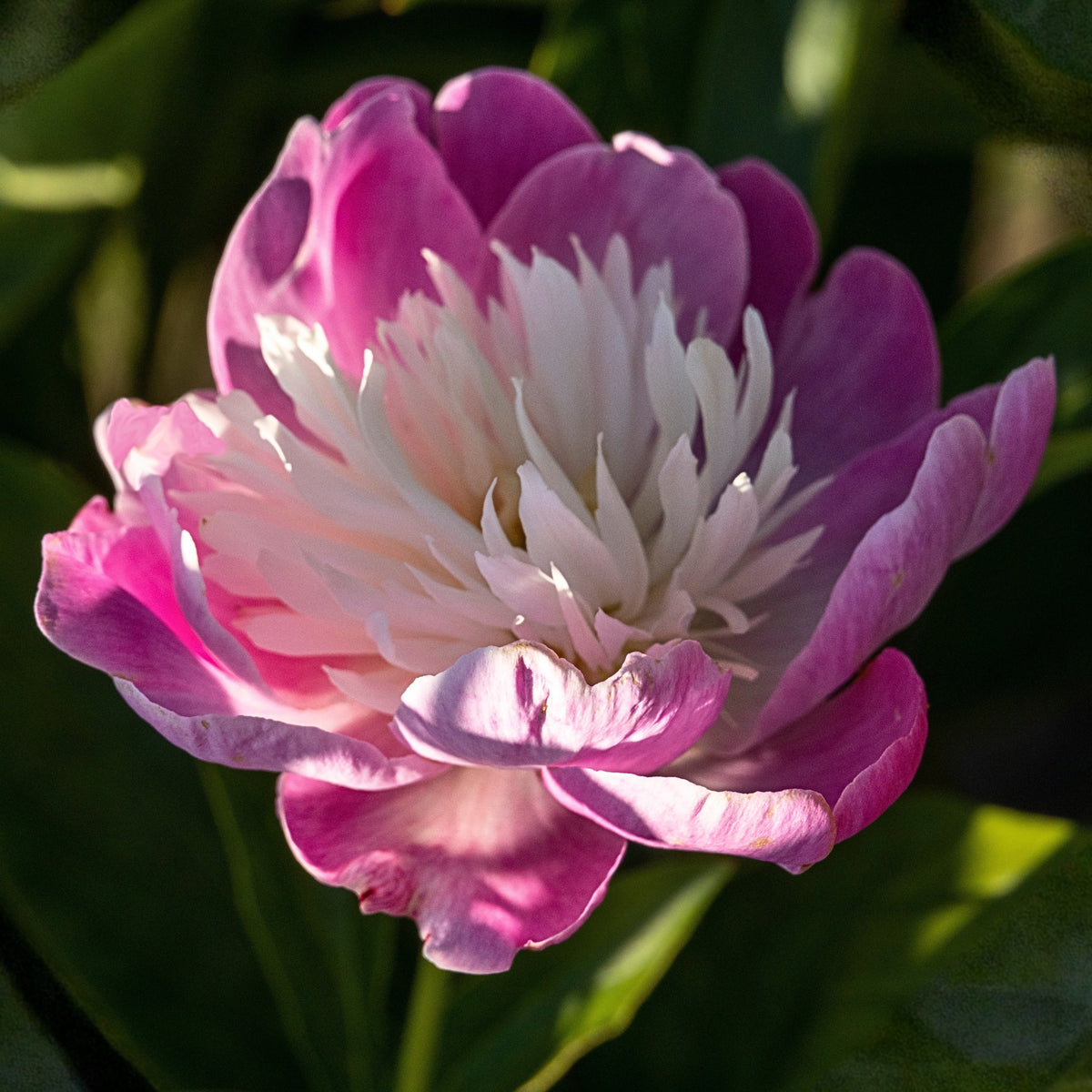 10+ Rare Seeds - Gay Paree Peony Seeds (Paeonia, Chinese Peony)