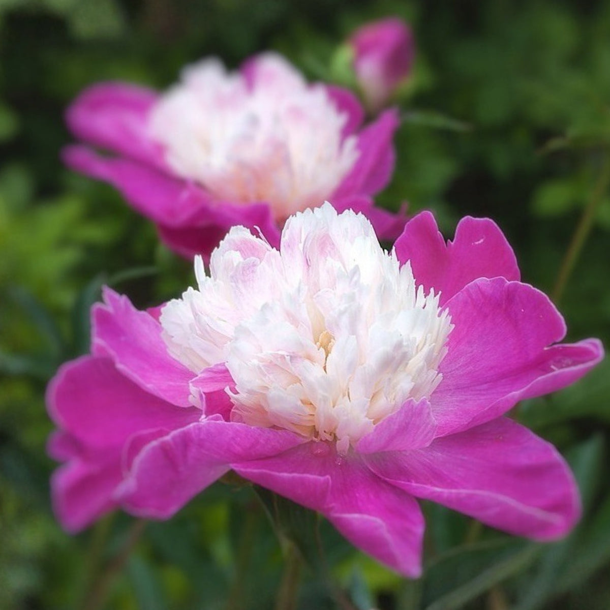 10+ Rare Seeds - Gay Paree Peony Seeds (Paeonia, Chinese Peony)