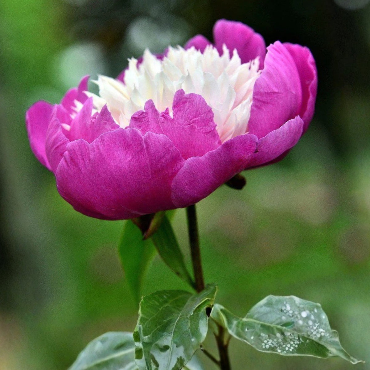 10+ Rare Seeds - Gay Paree Peony Seeds (Paeonia, Chinese Peony)