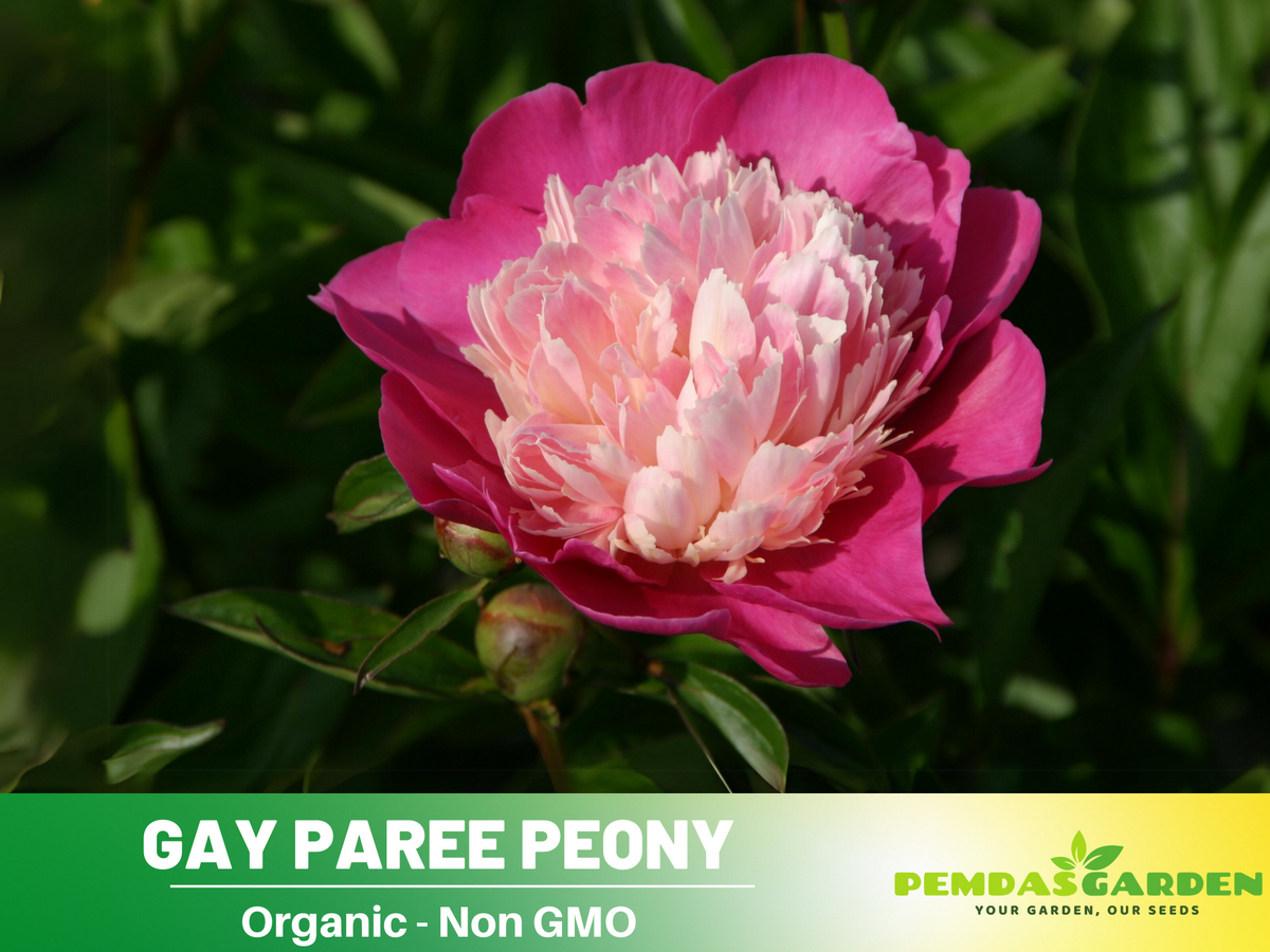 10+ Rare Seeds| Gay Paree Peony Seeds #B018