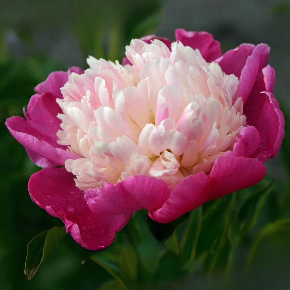 10+ Rare Seeds - Gay Paree Peony Seeds (Paeonia, Chinese Peony)