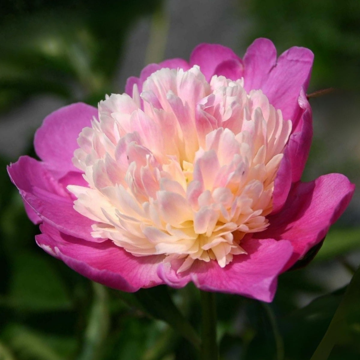 10+ Rare Seeds - Gay Paree Peony Seeds (Paeonia, Chinese Peony)