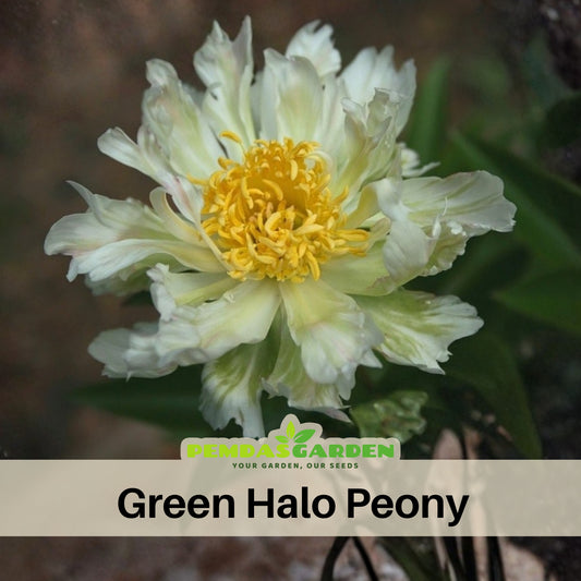 Green Halo Peony Seeds - Chinese Peony, Double Blooms, 10+ seeds