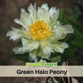 10+ Rare Seeds| Green Halo  Peony Seeds (Paeonia, Chinese Peony) – Double Blooms, Vibrant Garden Blooms, Romantic Perennial Blooms for Cottage Garden, Fragrant Cut Flowers, Easy to Grow#B019