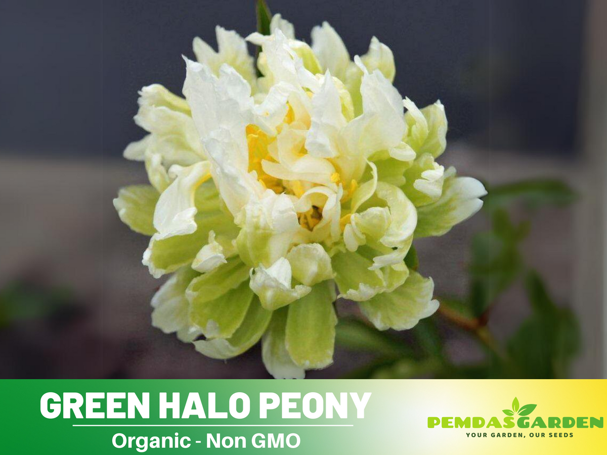 10+ Rare Seeds| Green Halo Peony Seeds #B019