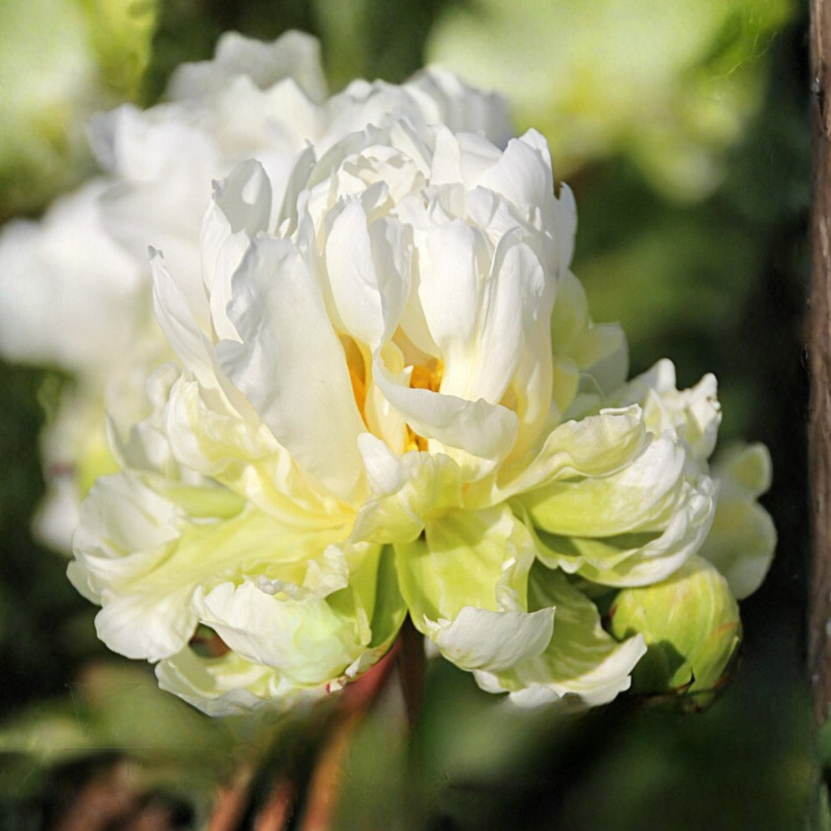 Green Halo Peony Seeds - Chinese Peony, Double Blooms, 10+ seeds