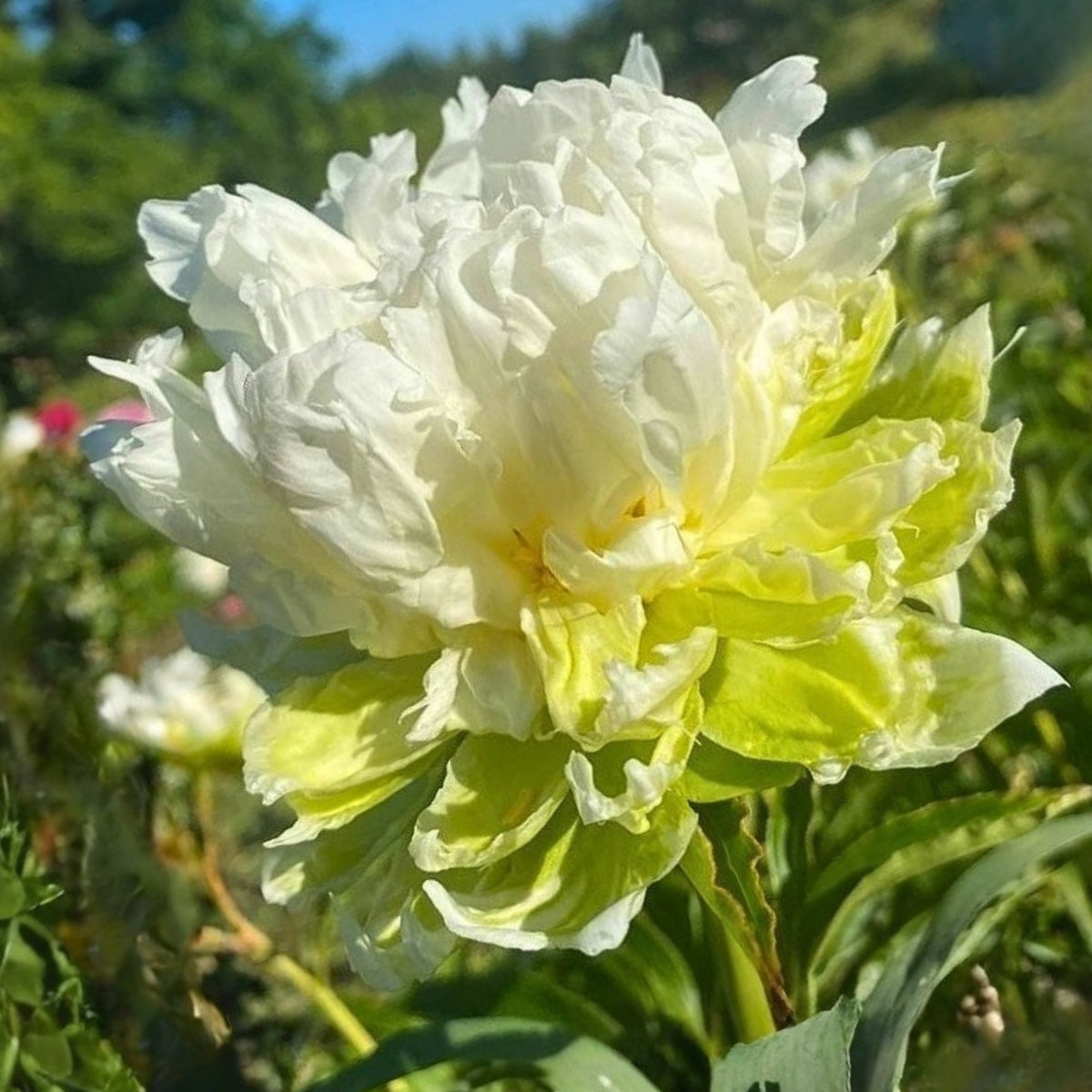 Green Halo Peony Seeds - Chinese Peony, Double Blooms, 10+ seeds