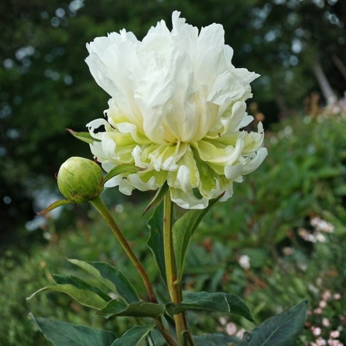 Green Halo Peony Seeds - Chinese Peony, Double Blooms, 10+ seeds