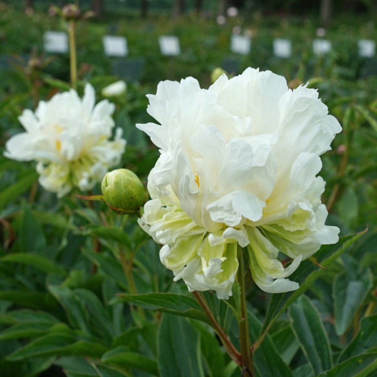Green Halo Peony Seeds - Chinese Peony, Double Blooms, 10+ seeds