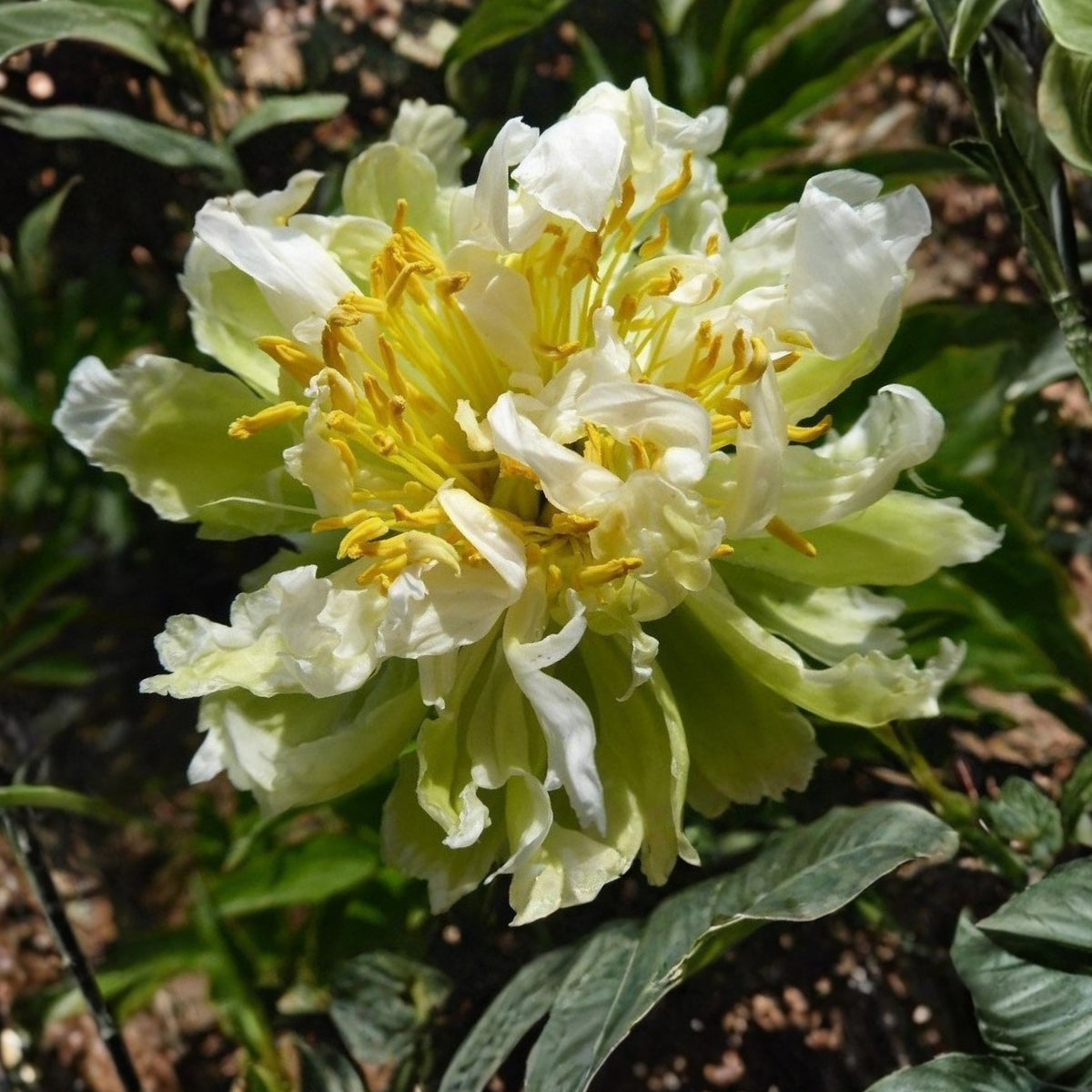 Green Halo Peony Seeds - Chinese Peony, Double Blooms, 10+ seeds