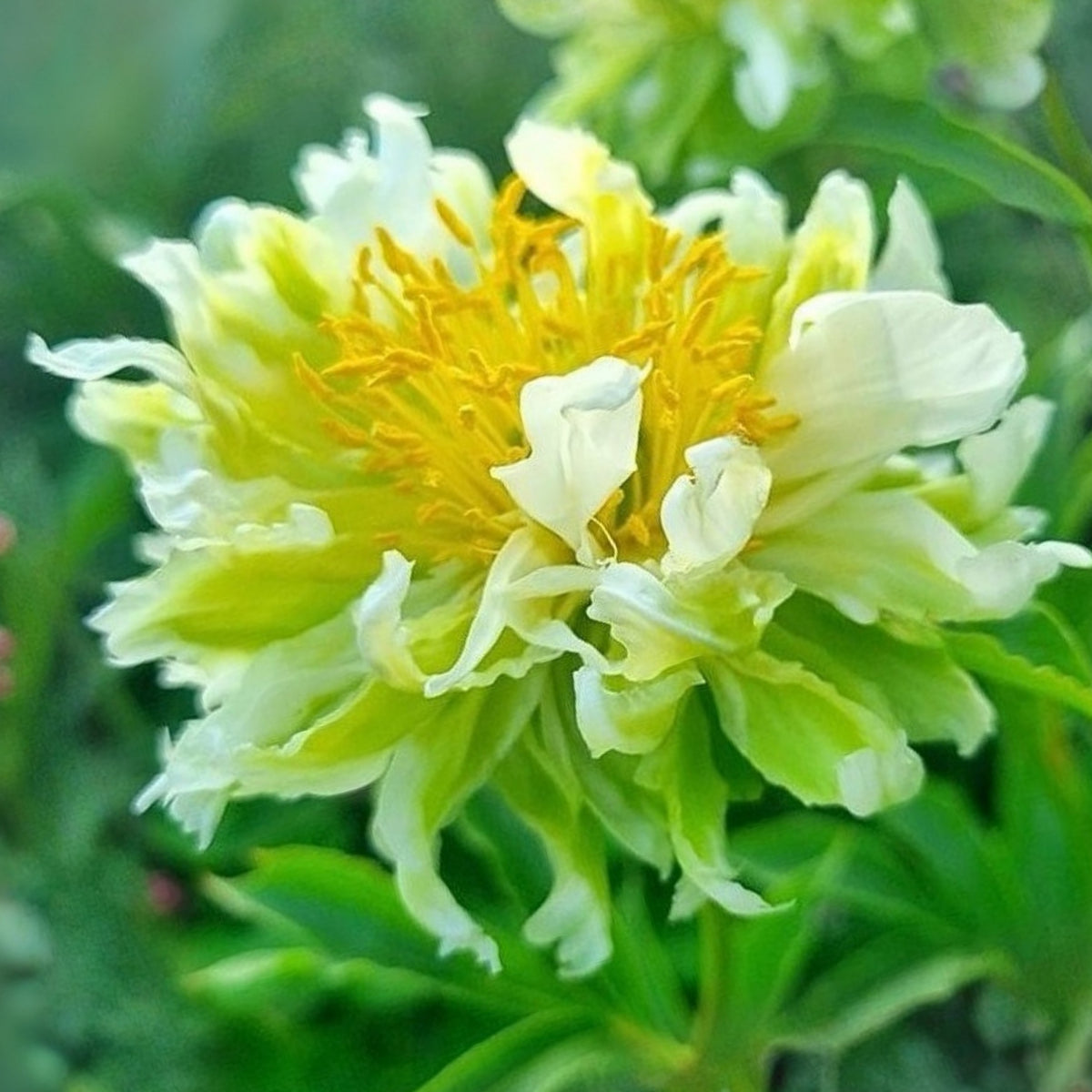 Green Halo Peony Seeds - Chinese Peony, Double Blooms, 10+ seeds