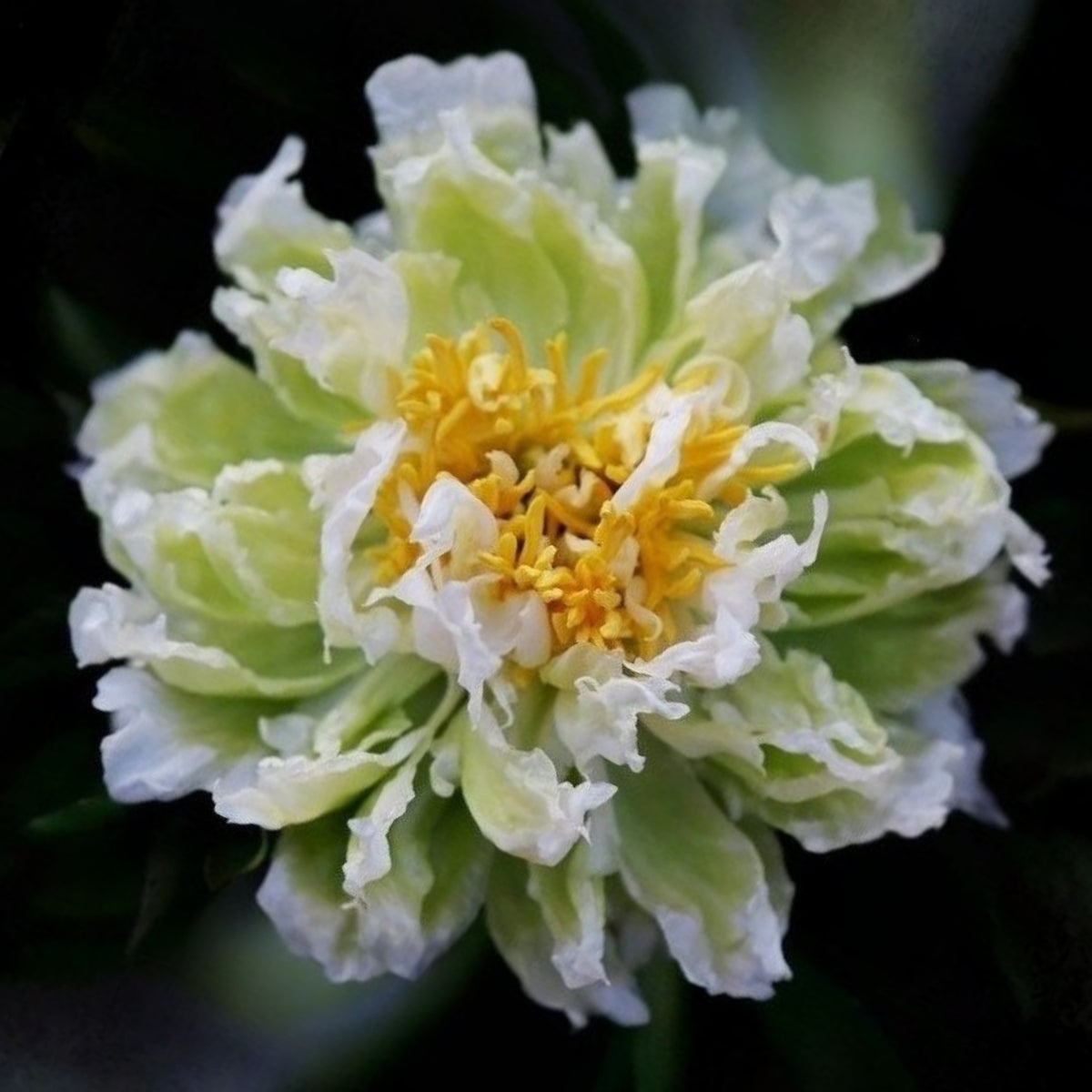 Green Halo Peony Seeds - Chinese Peony, Double Blooms, 10+ seeds