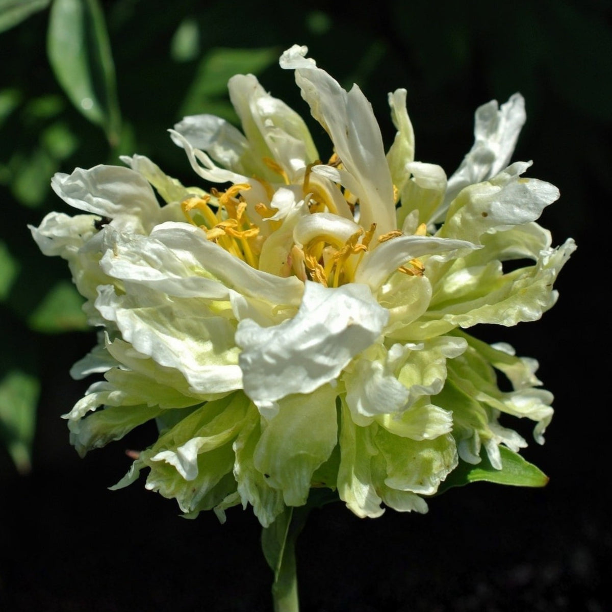 Green Halo Peony Seeds - Chinese Peony, Double Blooms, 10+ seeds