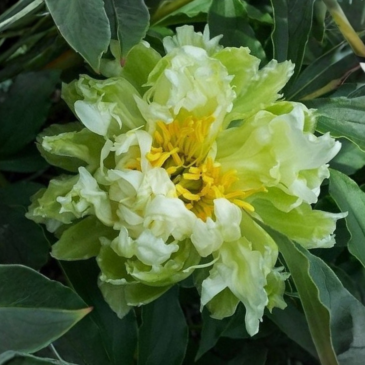 Green Halo Peony Seeds - Chinese Peony, Double Blooms, 10+ seeds