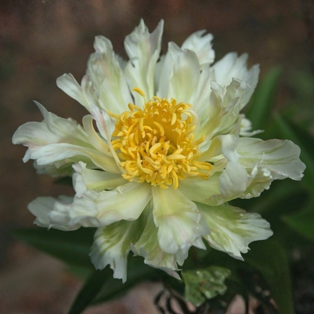 Green Halo Peony Seeds - Chinese Peony, Double Blooms, 10+ seeds