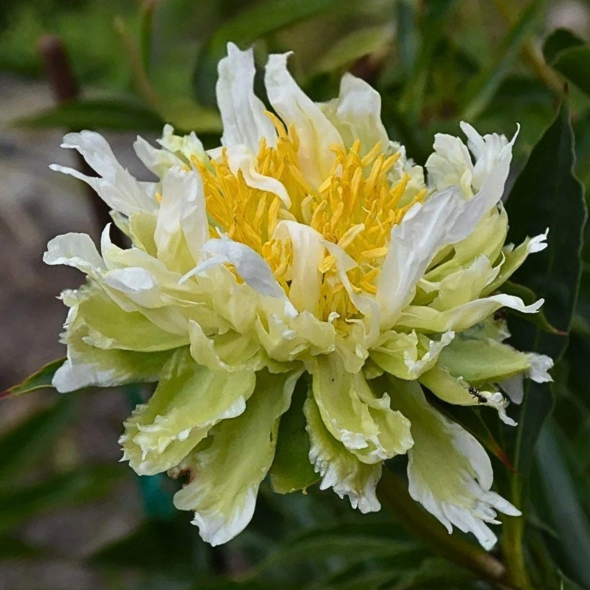 Green Halo Peony Seeds - Chinese Peony, Double Blooms, 10+ seeds