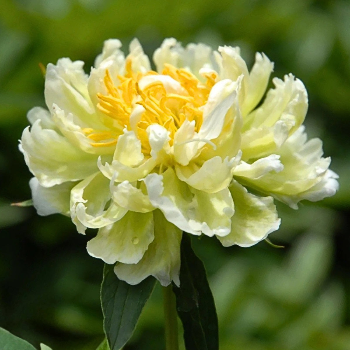 Green Halo Peony Seeds - Chinese Peony, Double Blooms, 10+ seeds