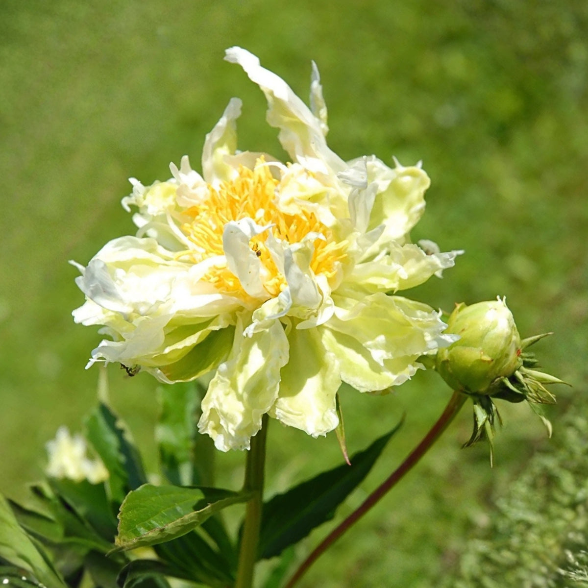 Green Halo Peony Seeds - Chinese Peony, Double Blooms, 10+ seeds