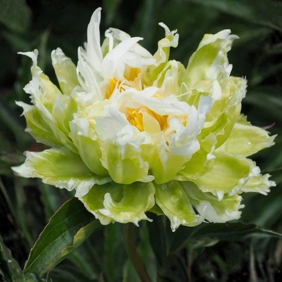 Green Halo Peony Seeds - Chinese Peony, Double Blooms, 10+ seeds