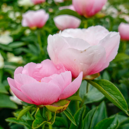 Soft Salmon Saucer Peony Seeds - Herbaceous, Double Blooms, 10+ seeds
