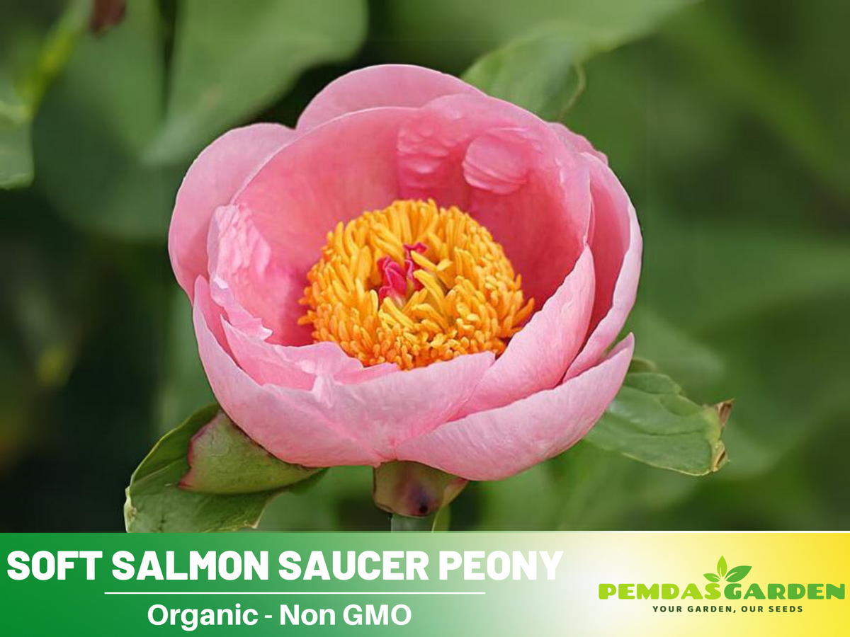 Soft Salmon Saucer Peony Seeds - Herbaceous, Double Blooms, 10+ seeds