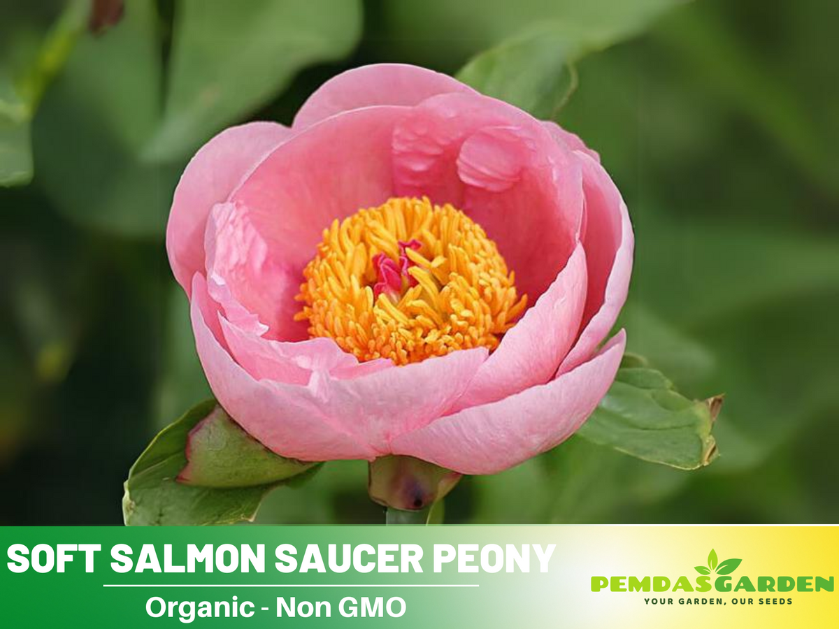 10+ Rare Seeds|  Soft Salmon Saucer Peony Flower Seeds #B020