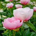 10+ Rare Seeds|  Soft Salmon Saucer Peony Seeds (Paeonia, Herbaceous Peony) – Double Blooms,  Vibrant Garden Blooms, Romantic Perennial Blooms for Cottage Garden, Fragrant Cut Flowers, Easy to Grow#B020