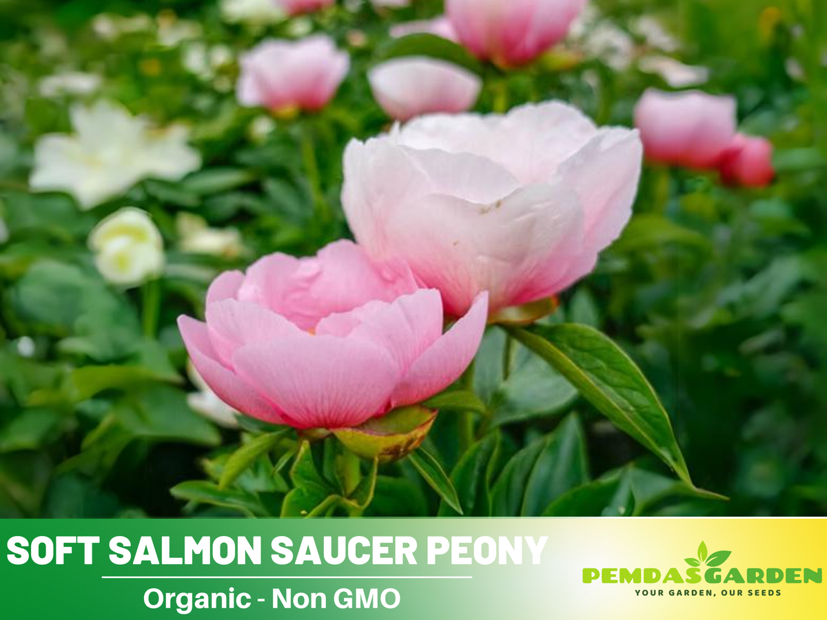 Soft Salmon Saucer Peony Seeds - Herbaceous, Double Blooms, 10+ seeds