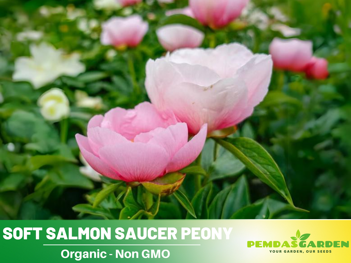 10+ Rare Seeds|  Soft Salmon Saucer Peony Flower Seeds #B020