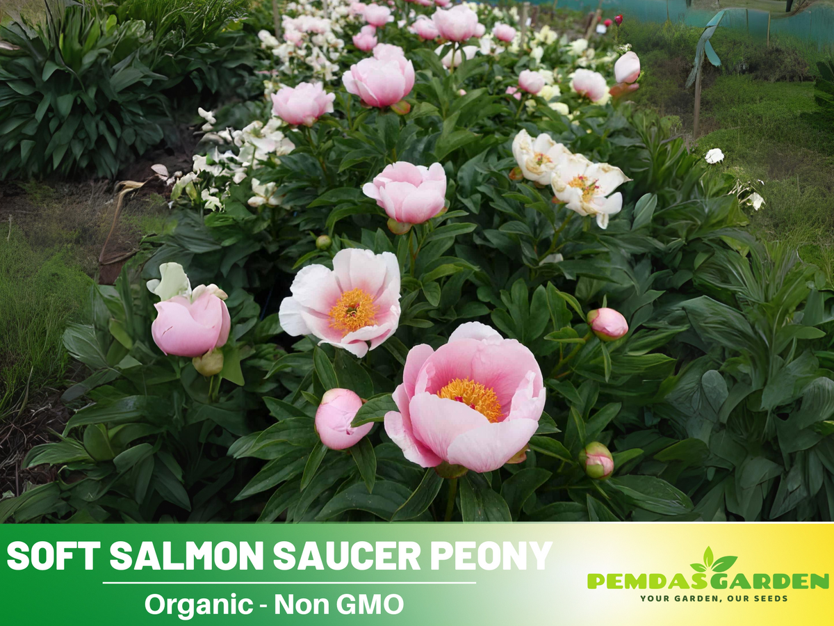 Soft Salmon Saucer Peony Seeds - Herbaceous, Double Blooms, 10+ seeds