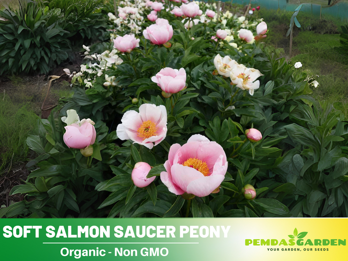 10+ Rare Seeds|  Soft Salmon Saucer Peony Flower Seeds #B020