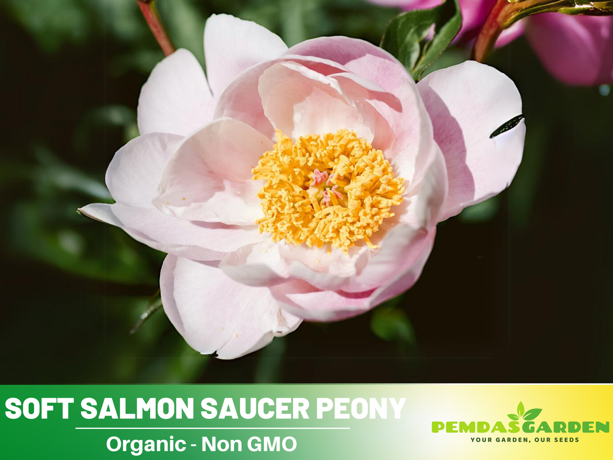 Soft Salmon Saucer Peony Seeds - Herbaceous, Double Blooms, 10+ seeds
