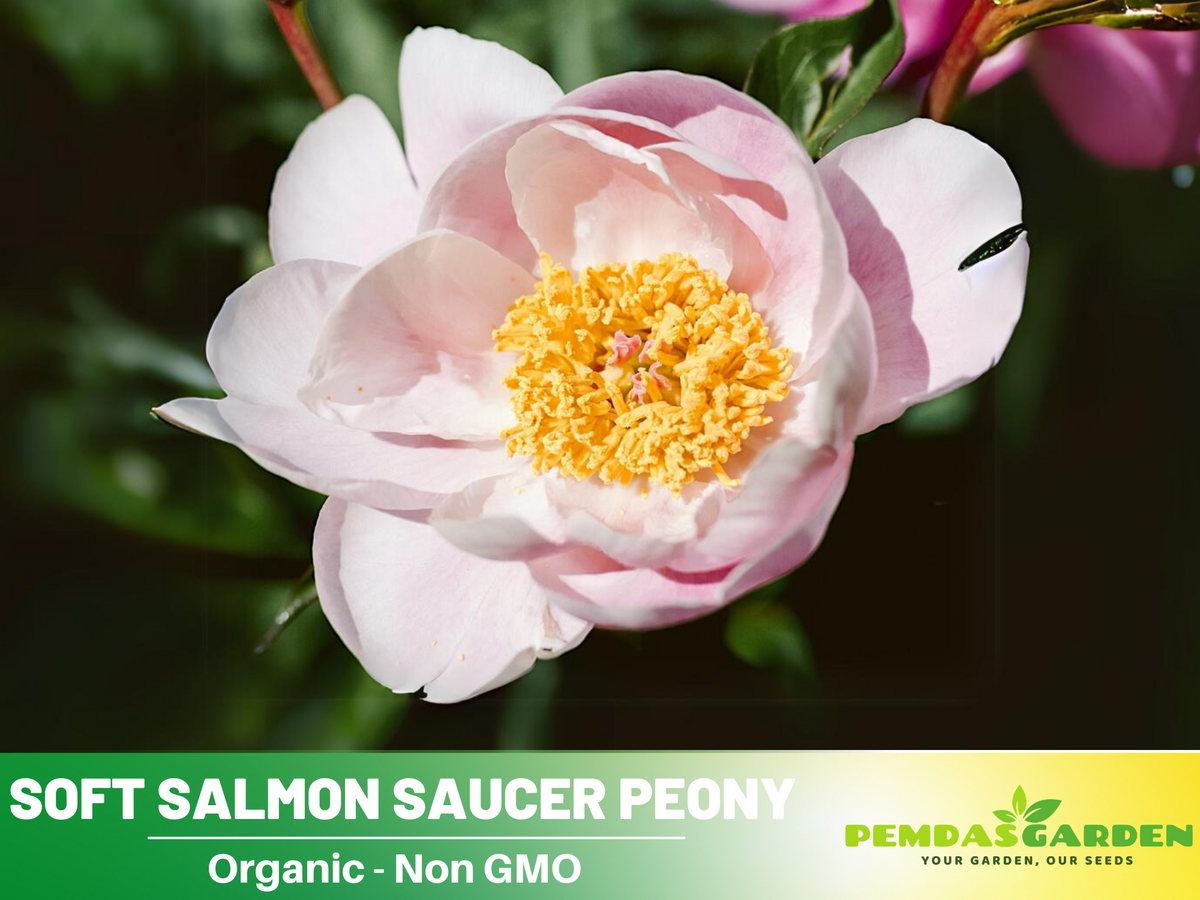 10+ Rare Seeds|  Soft Salmon Saucer Peony Flower Seeds #B020