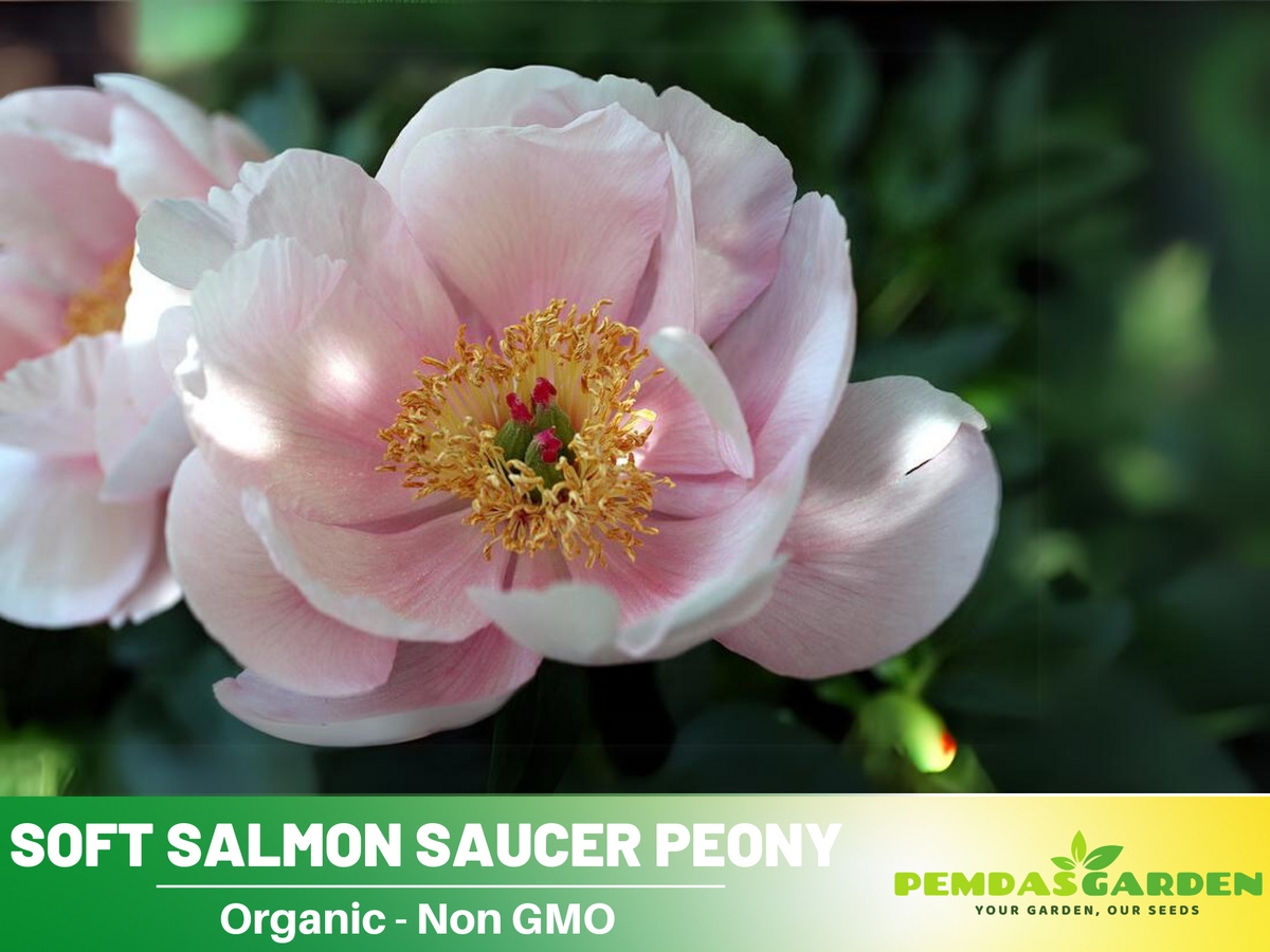 Soft Salmon Saucer Peony Seeds - Herbaceous, Double Blooms, 10+ seeds