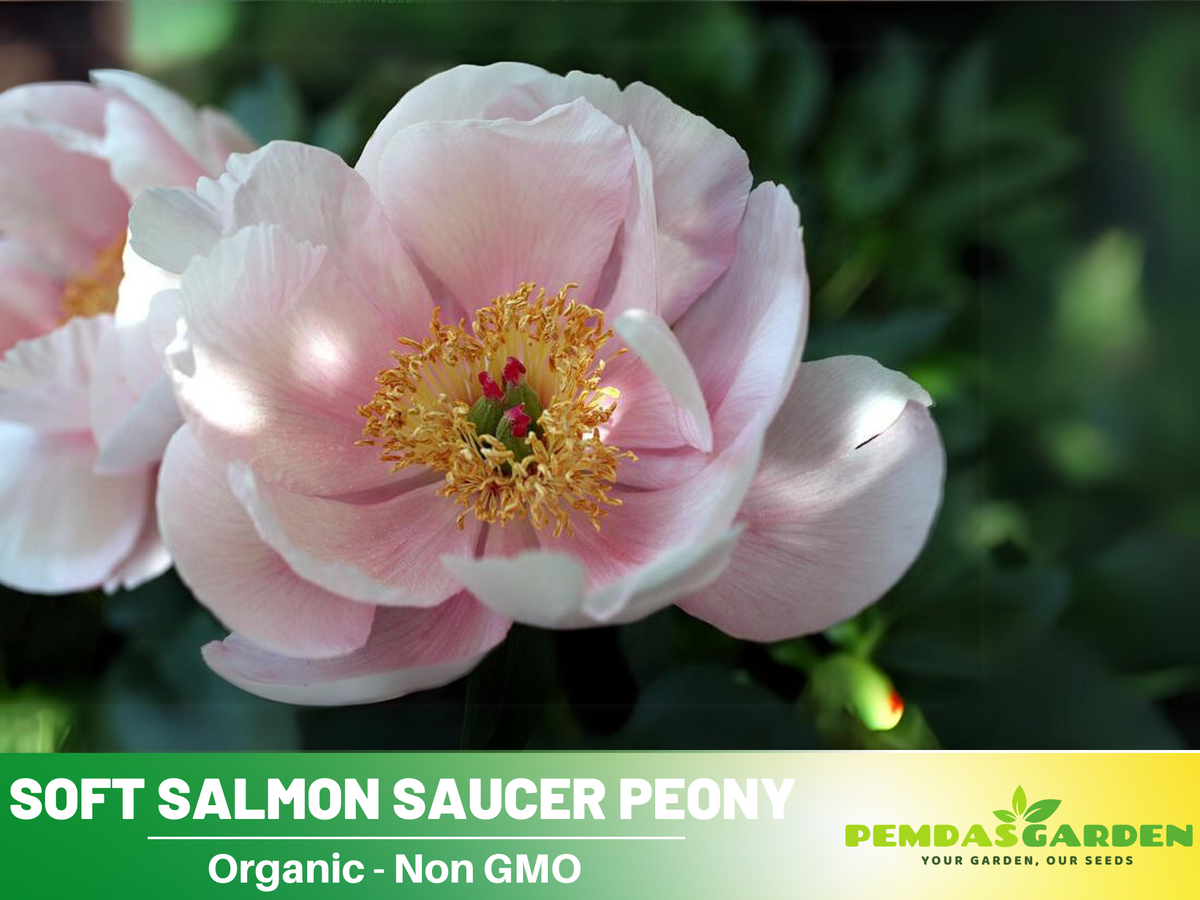 10+ Rare Seeds|  Soft Salmon Saucer Peony Flower Seeds #B020